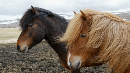 Icelandic horses in Iceland