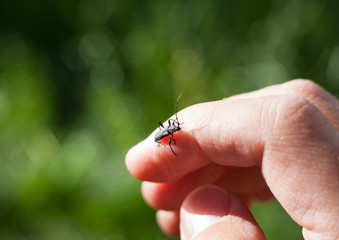 Longhorn beetle on the hand.
