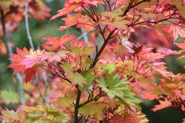 bunt gefärbtes Laum an einem Strauch
