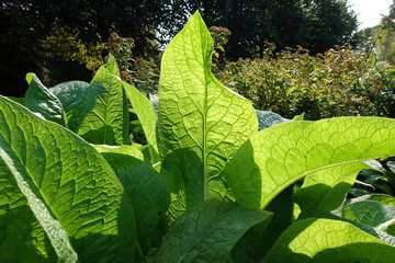 The green structure of a leaf backlit by the sun. Beautiful green background