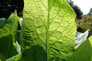 The green structure of a leaf backlit by the sun. Beautiful green background