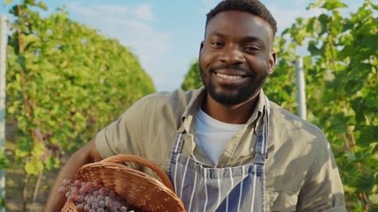 Portrait of happy african winemaker showing basket full of ripe grapes feeling proud collecting harvest at vineyard.