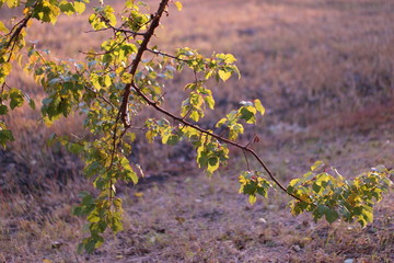 autumn leaves on tree