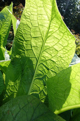The green structure of a leaf backlit by the sun. Beautiful green background