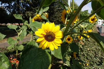 Sunflower garden. Sunflowers have abundant health benefits. Sunflower oil improves skin health and promote cell regeneration.