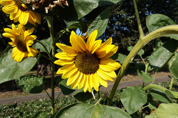 Sunflower garden. Sunflowers have abundant health benefits. Sunflower oil improves skin health and promote cell regeneration.