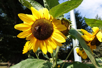 Sunflower garden. Sunflowers have abundant health benefits. Sunflower oil improves skin health and promote cell regeneration.