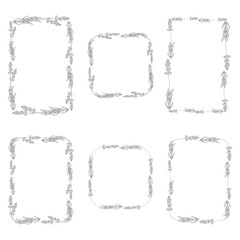 Wildflower lavander flower frame. Full name of the plant: lavander.