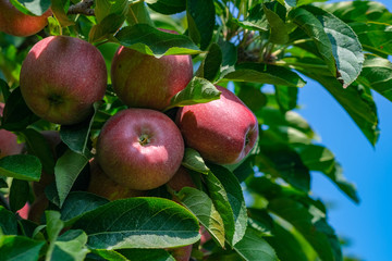 Close up of Red Delicious apples on branch with green leaves. Ripe fruits in orchard ready for harvesting. Tree with ripe fruits in a garden in Spain. Red apples on blue sky background with copy space