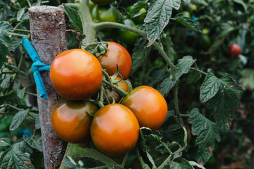 Branch with ripe kumato tomatoes in the plant.