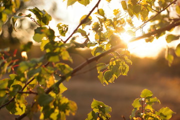 sunlight through the leaves of a tree branch in spring