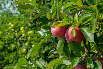 Ripe Red Delicious apples on a tree on a sunny day on green apples background. Trees with ripe fruits in the garden in Spain. Ripe fruits in orchard ready for harvesting.
