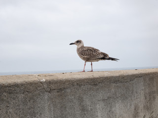  seagull perched on a ledge