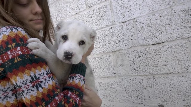 tender girl with an alabai dog in her arms