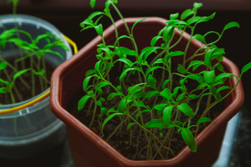 Small tomato sprouts in plastic bowl