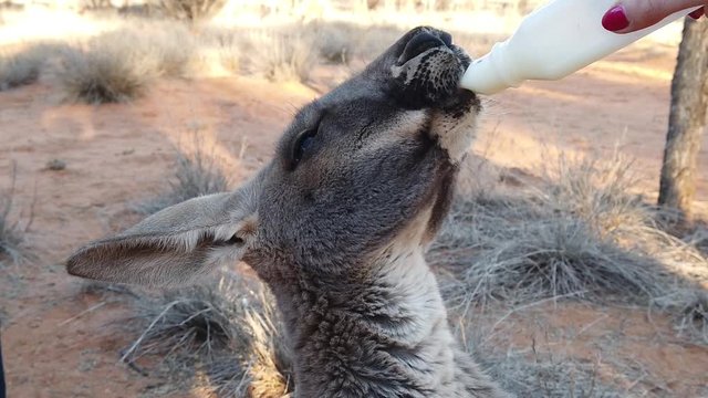 SLOW MOTION close up of baby Kangaroo orphan having milk. Tourist feeds small kangaroo bottle feeding outdoors. Sunset golden light shot. Australian Marsupial, Northern Territory, Red Centre.