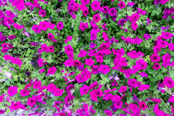 Background image of pink, scarlet petunias growing in the city Park.