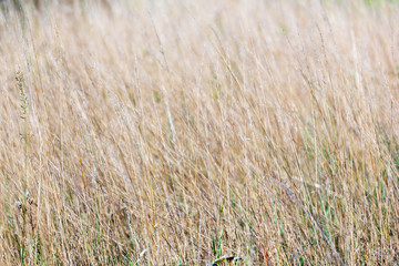 Background image of dry, Golden grass in the sunset light of sunlight.