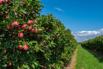 Fototapeta na wymiar Apple trees with ripe fruits in the garden in sunny day on the blue sky background. Ripe fruits in orchard ready for harvesting. Perspective view.