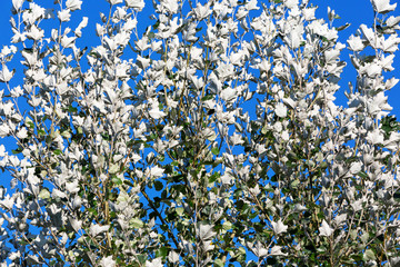 Background image of a set of green and ashy aspen leaves on a blue sky.