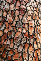 Tree bark close up. Background.