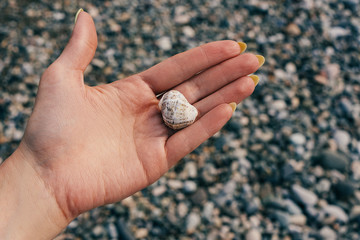 Shell in the hands on the beach.