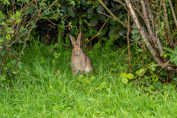 Rabbit on a Lawn in the Bushes