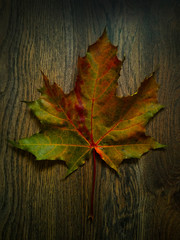 Top view of single multicolored autumn maple leaf on wooden background