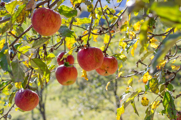Organic ripe apples on branch.