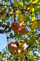 Organic ripe apples on branch.