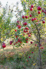 Organic ripe apples on branch.
