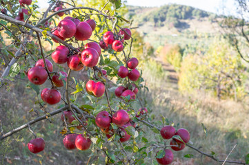 Organic ripe apples on branch.