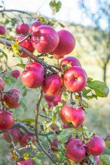 Organic ripe apples on branch.
