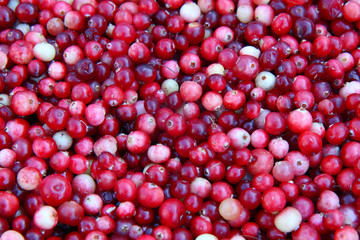 Fresh cranberries as background	