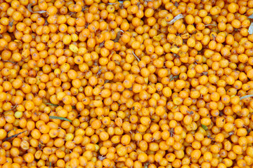 Sea buckthorn. Background of ripe berries