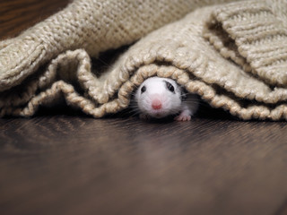 A white rat crawls out from under the blanket. Rodent in the house