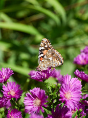 Monarch butterfly feeding on an aster in a garden