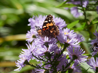 Monarch butterfly feeding on an aster in a garden