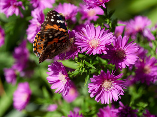 Monarch butterfly feeding on an aster in a garden