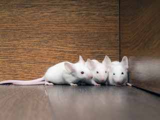 White mice in the closet. Rodent family of rats