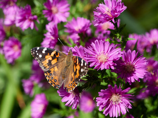 Fototapeta na wymiar Monarch butterfly feeding on an aster in a garden