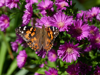 Monarch butterfly feeding on an aster in a garden
