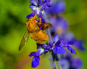 Giant bee drinking nectar on blue flower