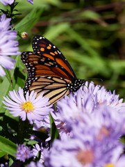 Fototapeta na wymiar Monarch butterfly feeding on an aster in a garden