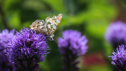 Motylek siedzący na kwiatku