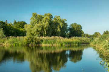 Green trees by the lake on a sunny day, with clouds on the sky. Pond with rich grasslands