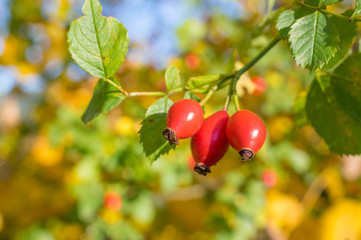Ripe rosehip in the autumn light