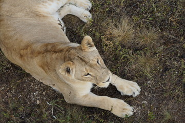 lioness