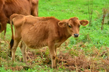 Fototapeta premium Jersey Cow, U.K. Young Calf in Autumn.