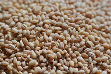 Barley grains close-up shooting